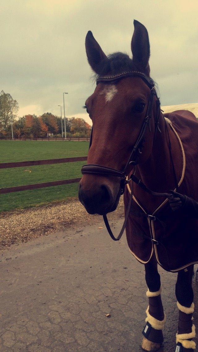 Tysk Oldenburger Lemon billede 2