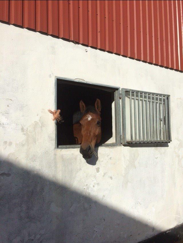 Tysk Oldenburger Lemon billede 4