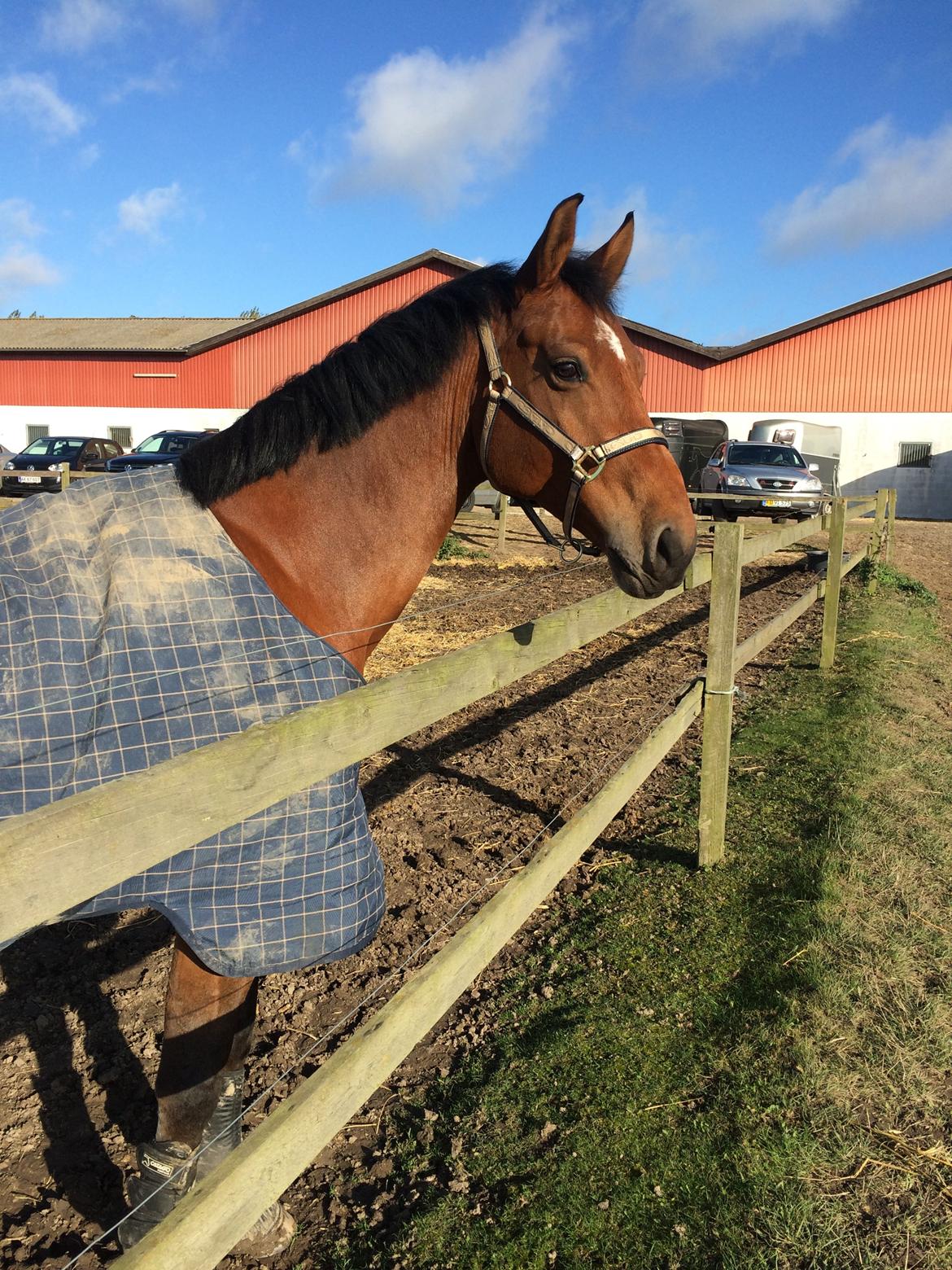 Tysk Oldenburger Lemon billede 5