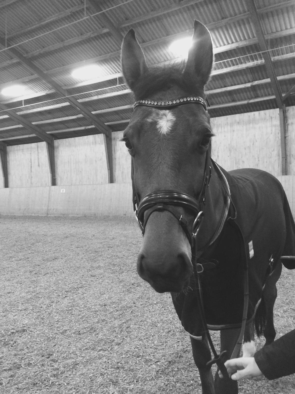 Tysk Oldenburger Lemon billede 3