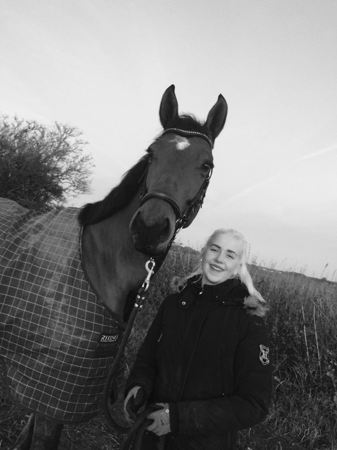 Tysk Oldenburger Lemon billede 6