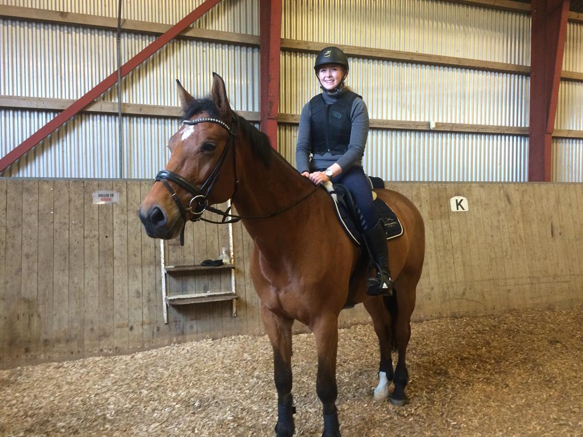 Tysk Oldenburger Lemon billede 7