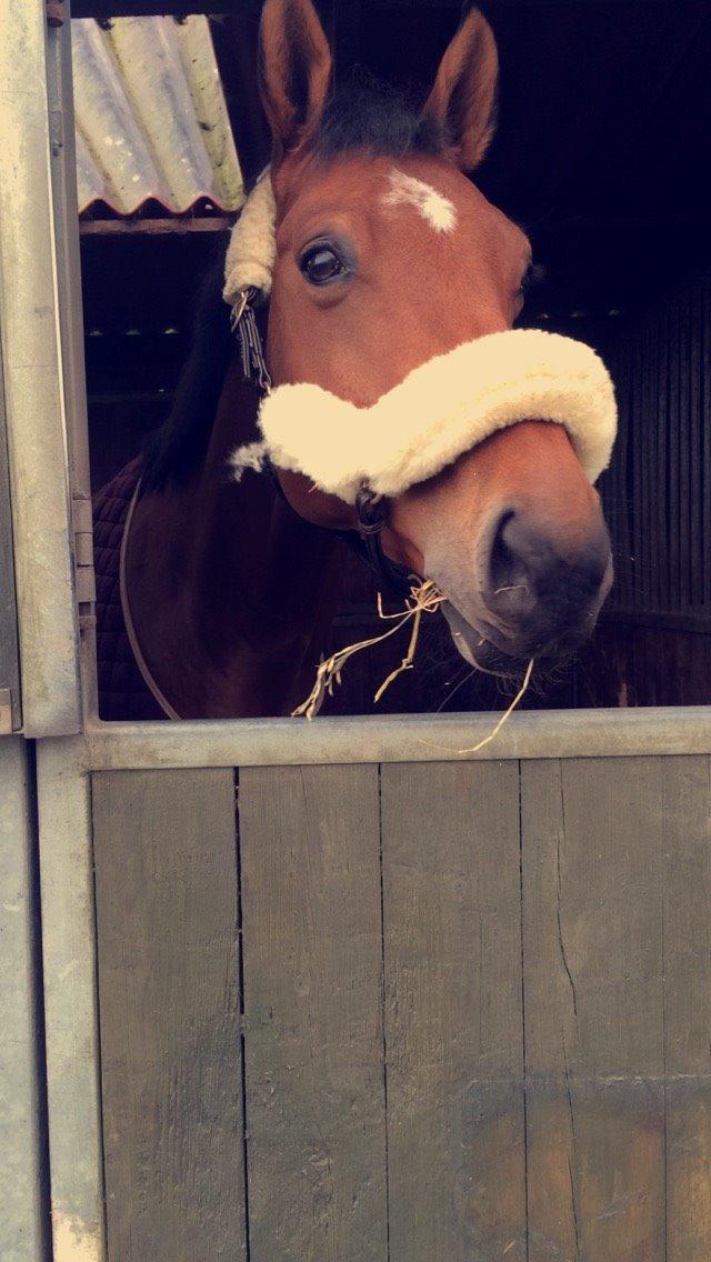 Tysk Oldenburger Lemon billede 8