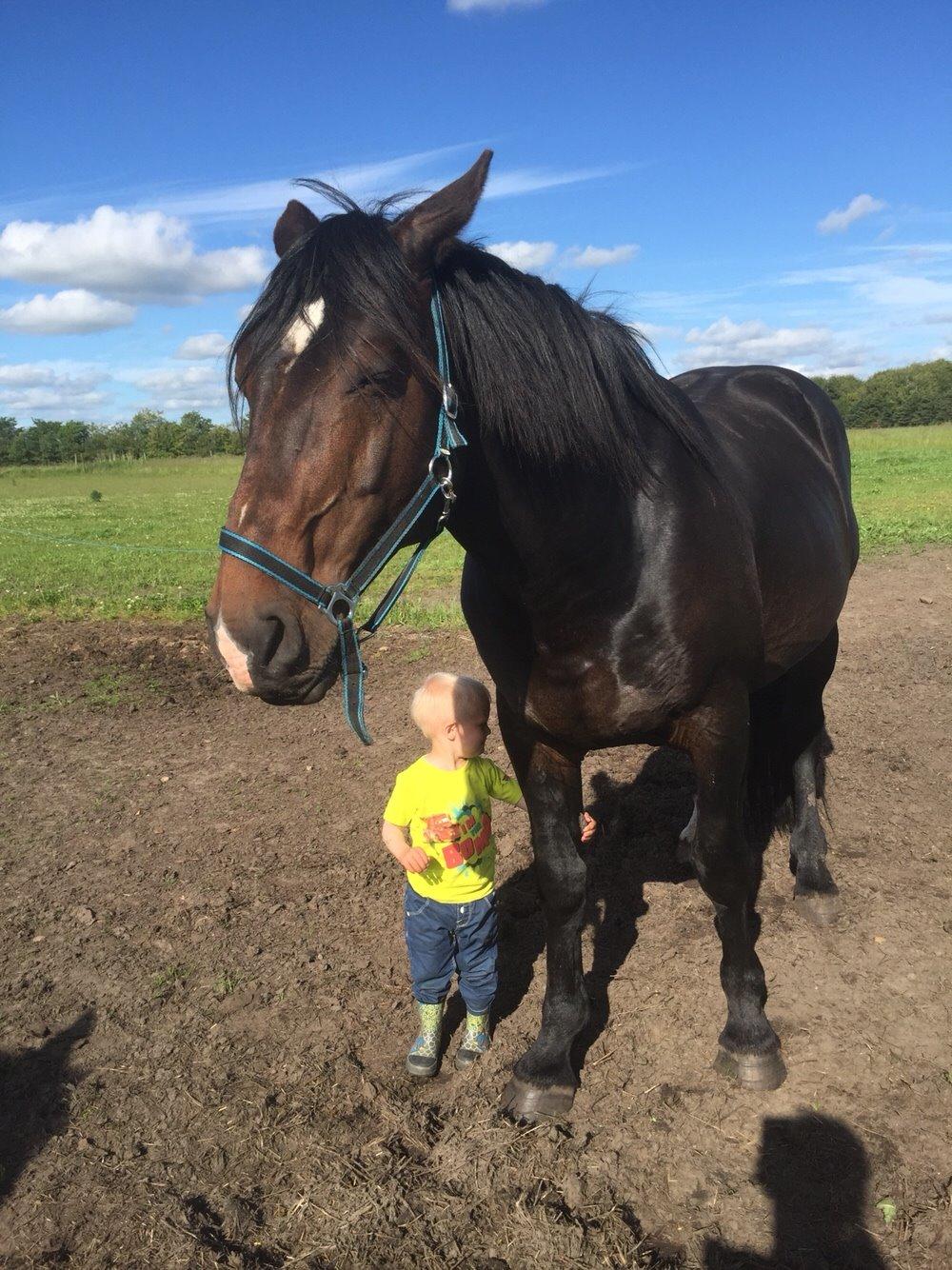 Oldenborg Vestergaard´s Rafinel billede 28