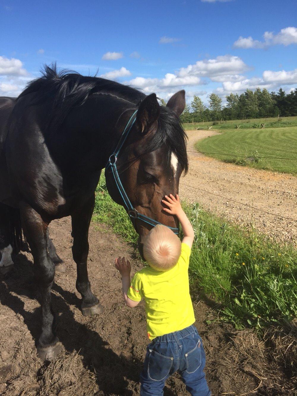 Oldenborg Vestergaard´s Rafinel billede 30