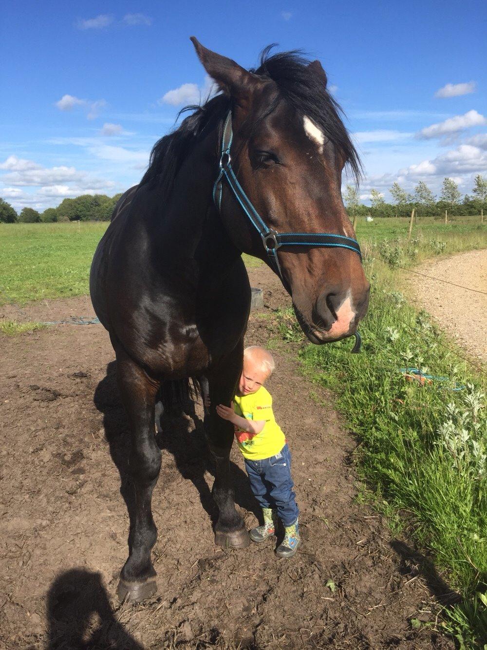 Oldenborg Vestergaard´s Rafinel billede 32