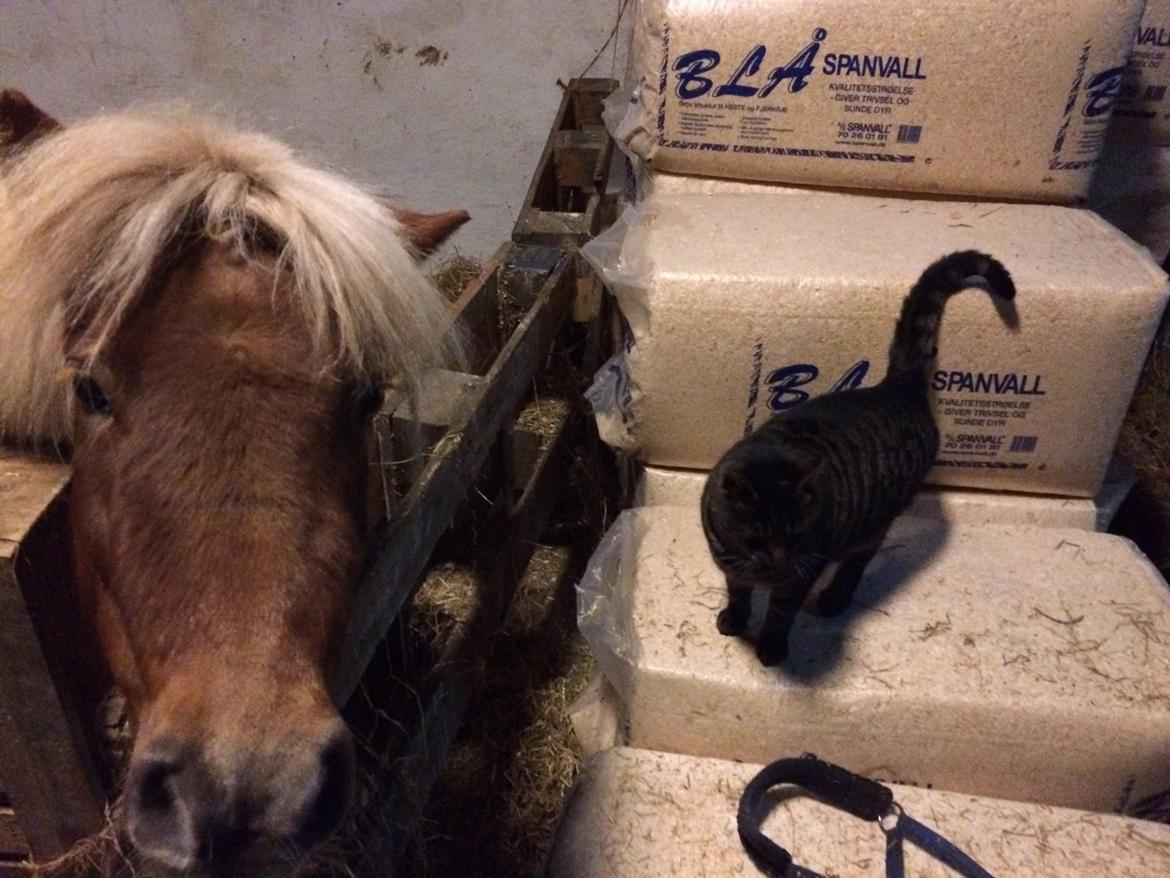 Shetlænder Knold billede 14