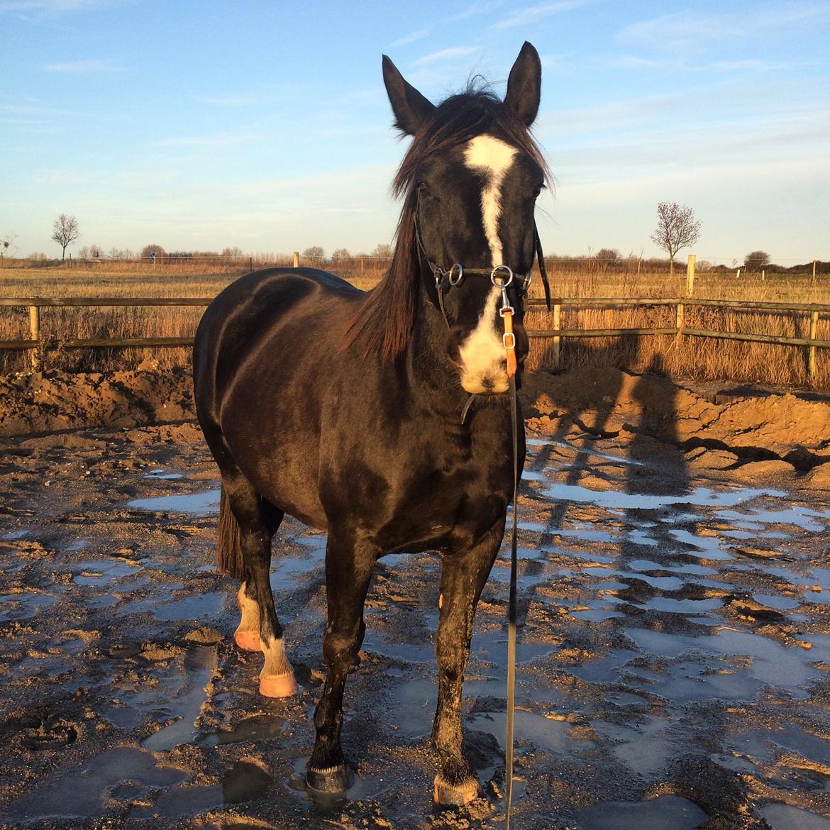 Oldenborg Beyonce M.A.T.C.H - Søde Bine, november 2015. billede 5