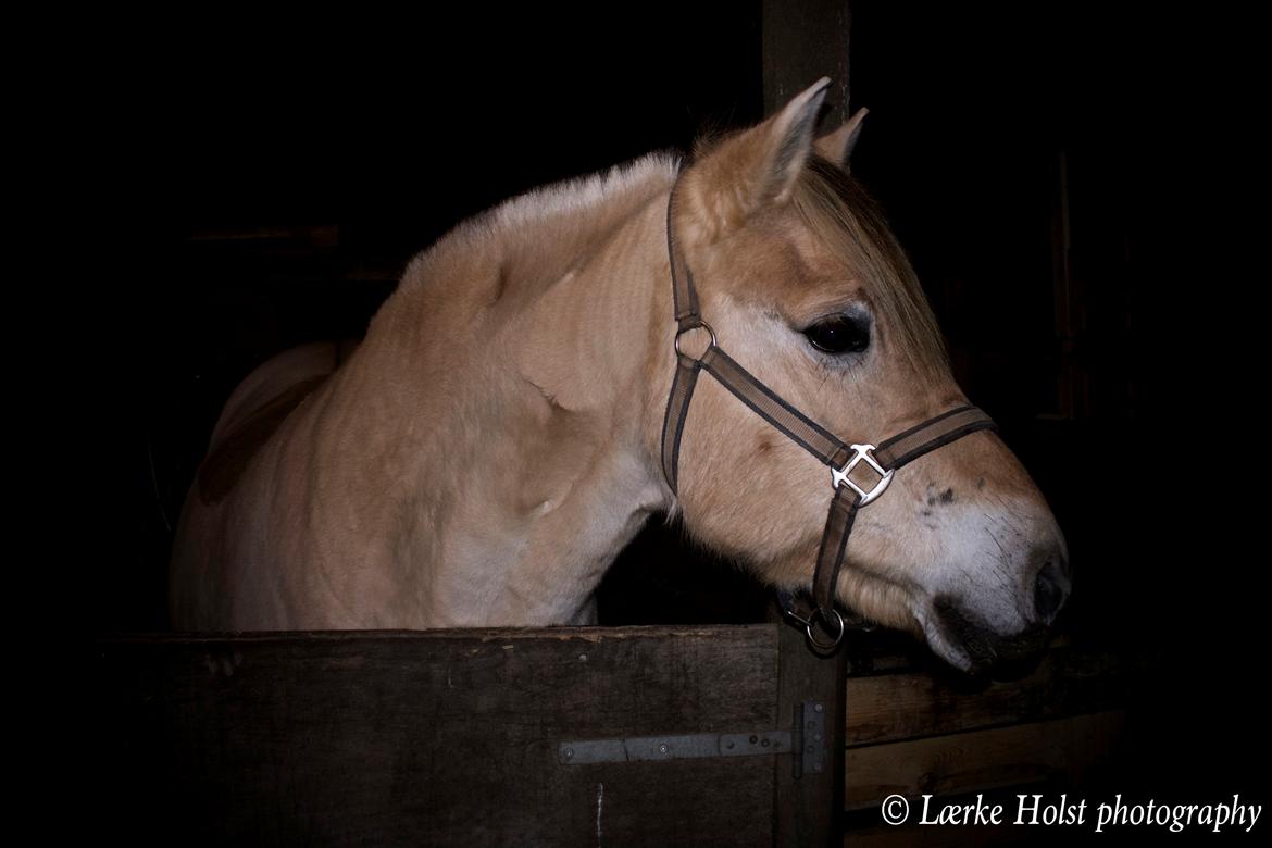 Fjordhest Lærke Rud - November 2015 billede 1