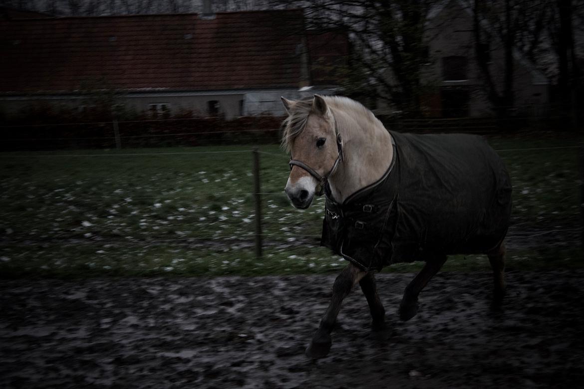 Fjordhest Lærke Rud billede 2