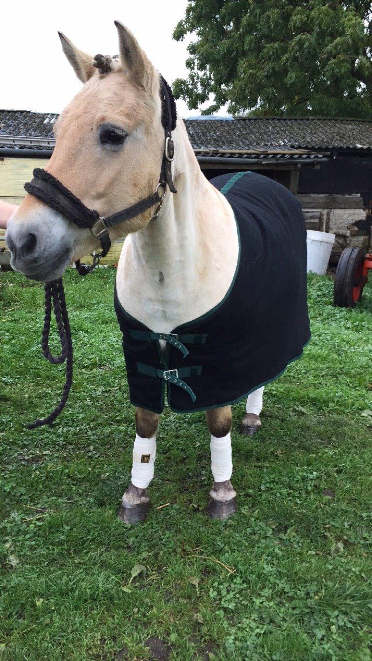 Fjordhest Lærke Rud - Klar til stævne billede 7