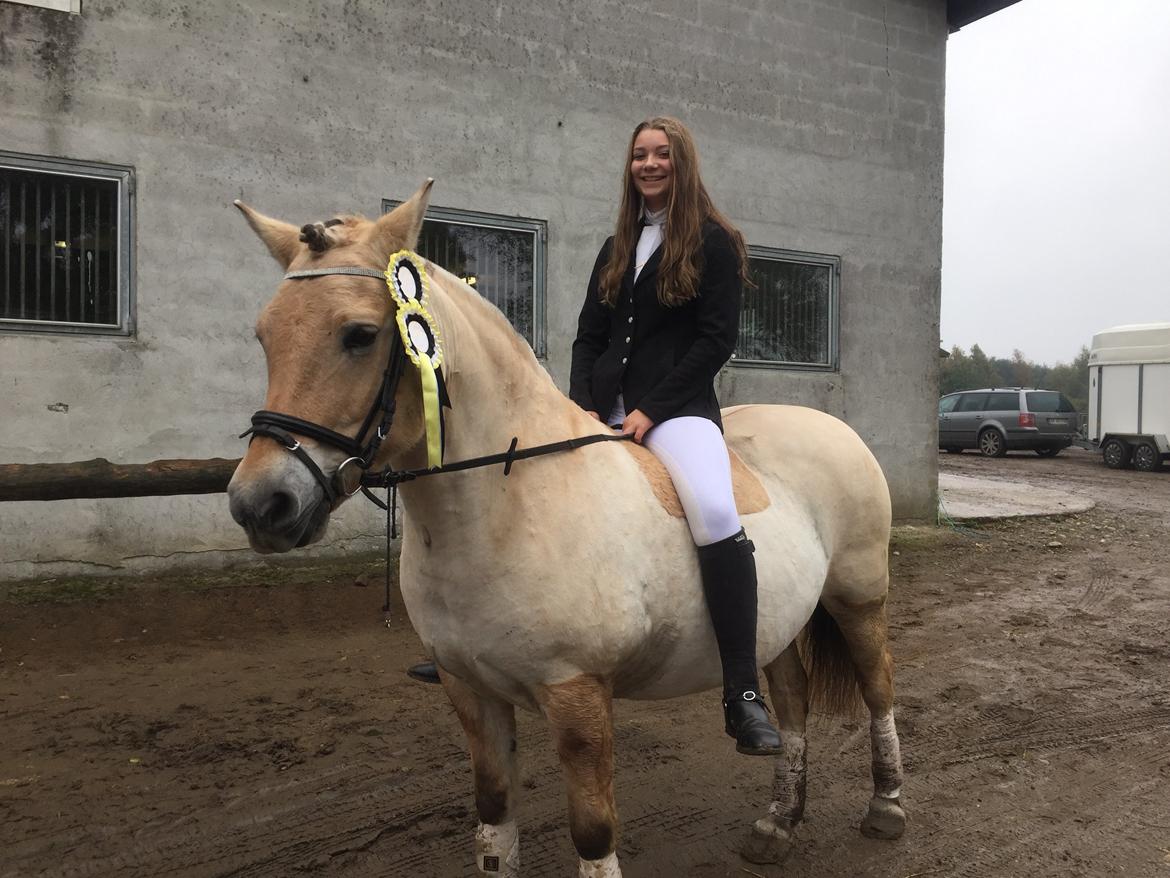Fjordhest Lærke Rud - Dressur stævne i Holmdrup Huse 17 okt - 2015 billede 3