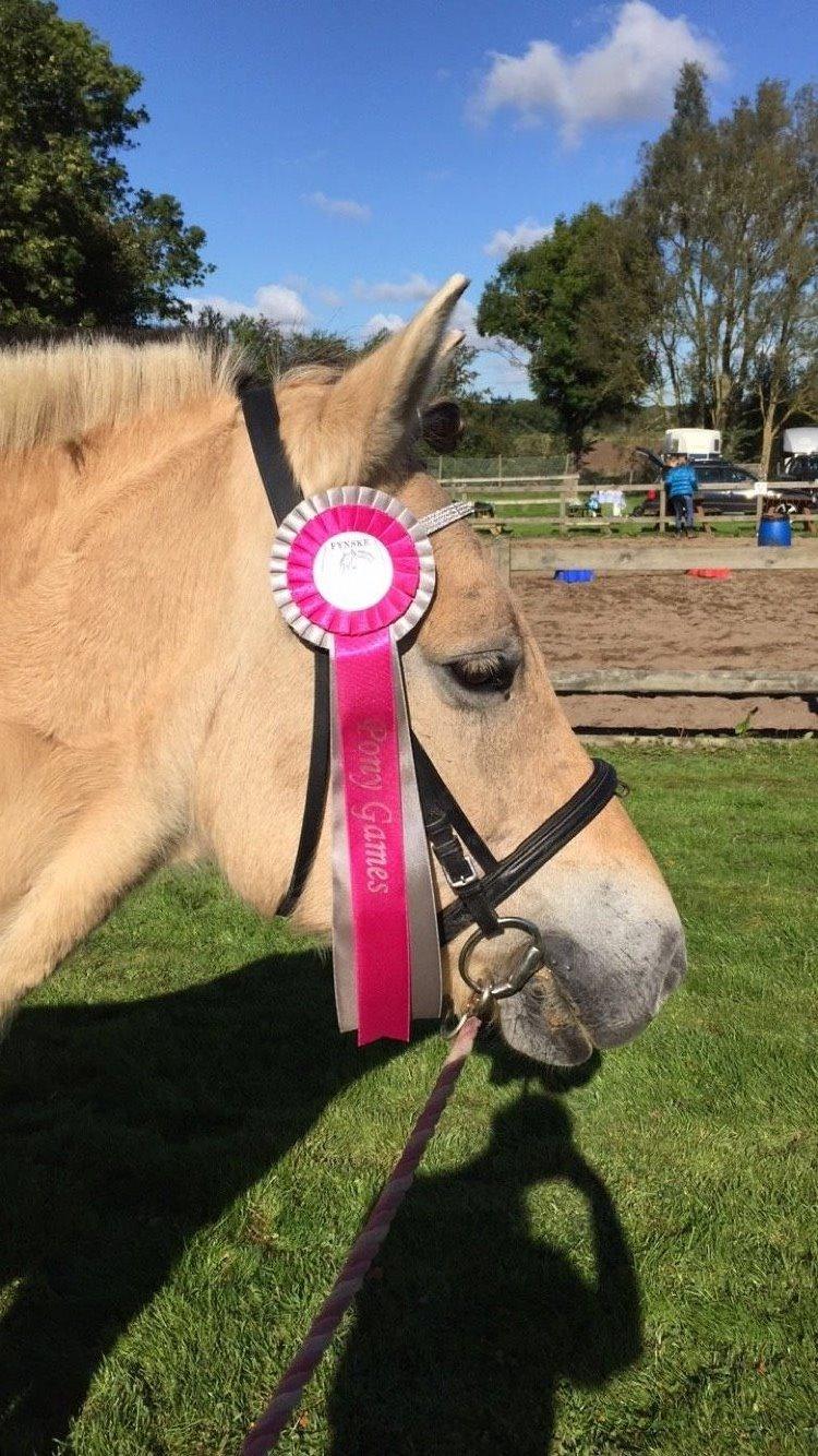 Fjordhest Lærke Rud - Vinder af ponygames ved minitræffet ved Fynske Fjordheste 2015 billede 5
