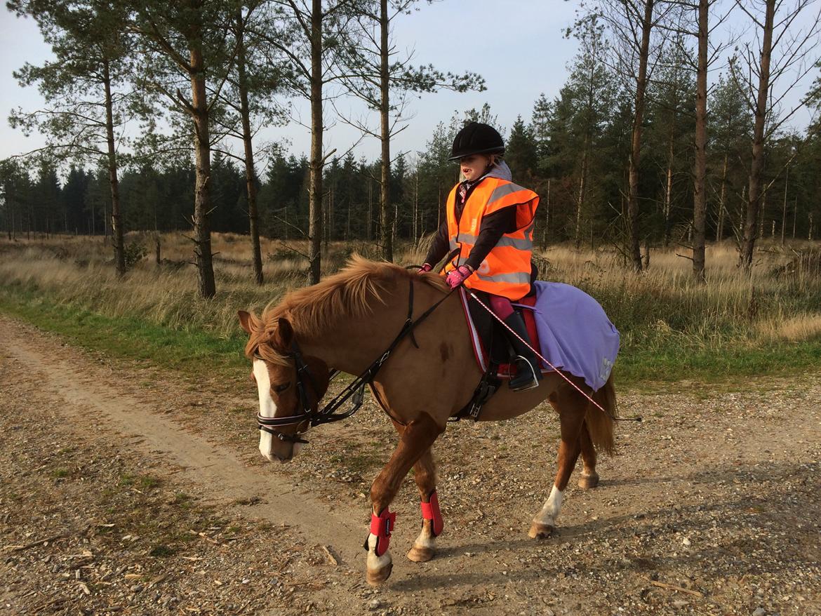 DSP Prinsesse kassandra billede 5