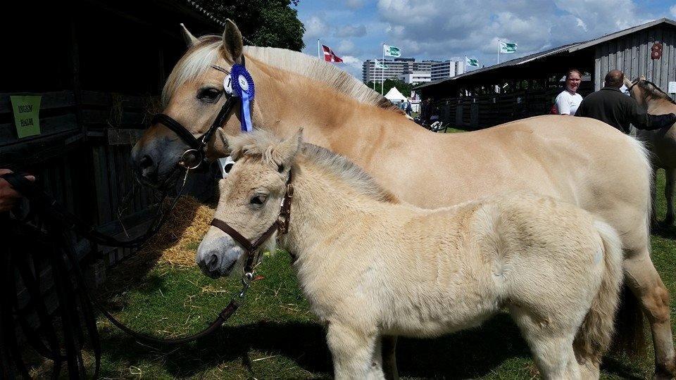 Fjordhest Lærke Rud - Det Fynske Dyreskue 2014.  billede 8