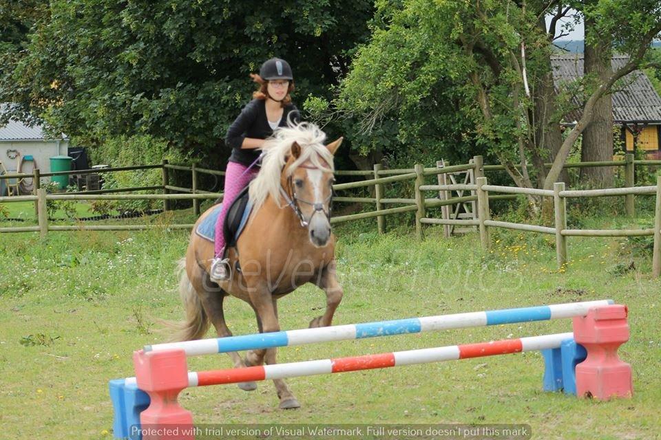 Haflinger Havanna billede 15