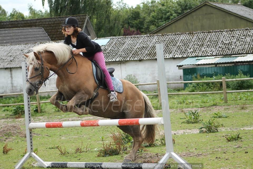 Haflinger Havanna billede 18