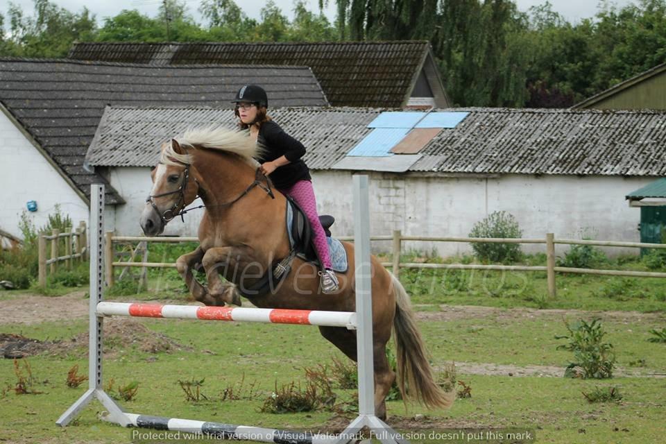 Haflinger Havanna billede 19