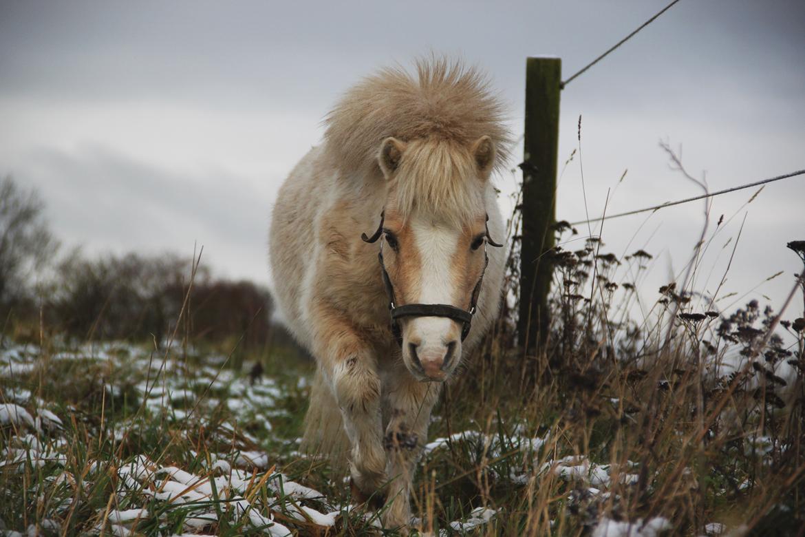 Amerikansk Miniature Birchwood UK Remarkable Ranger - 21 nov - 2015 <3 billede 6