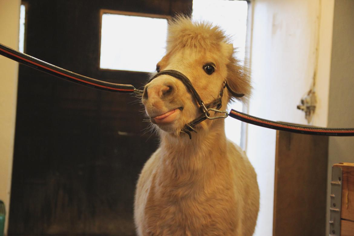 Amerikansk Miniature Birchwood UK Remarkable Ranger - 20 nov - 2015 <3 billede 2