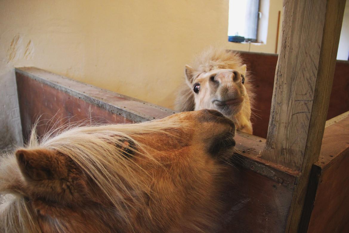 Amerikansk Miniature Birchwood UK Remarkable Ranger - Mini & Ranger <3 billede 4