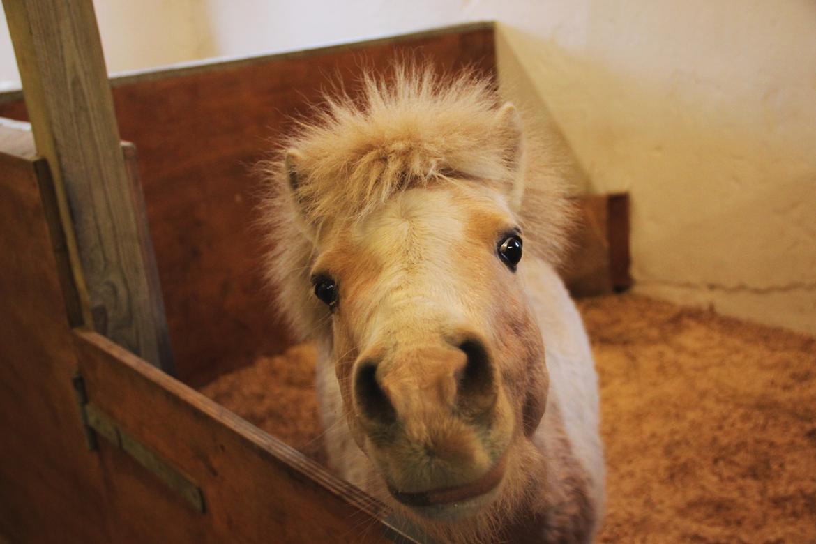 Amerikansk Miniature Birchwood UK Remarkable Ranger billede 17