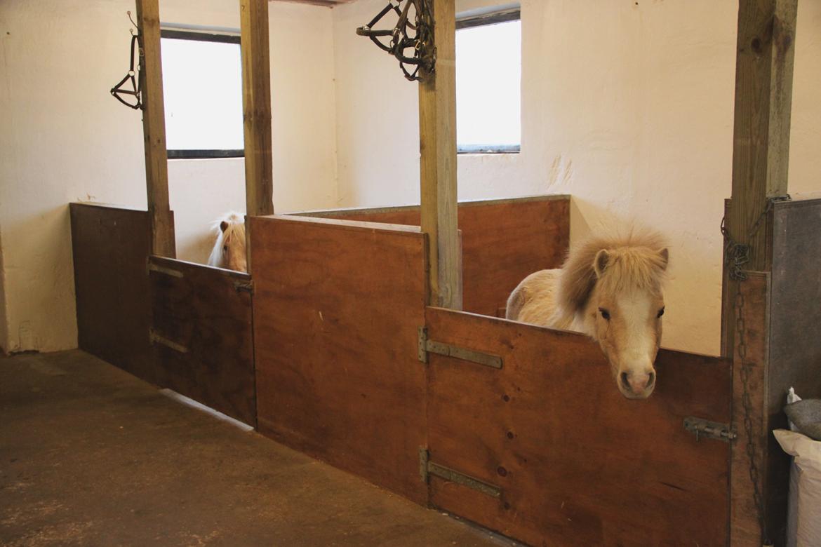 Amerikansk Miniature Birchwood UK Remarkable Ranger billede 15