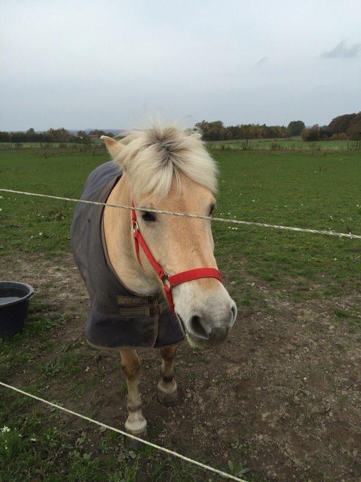 Fjordhest Fiona obkærgård - solgt billede 2