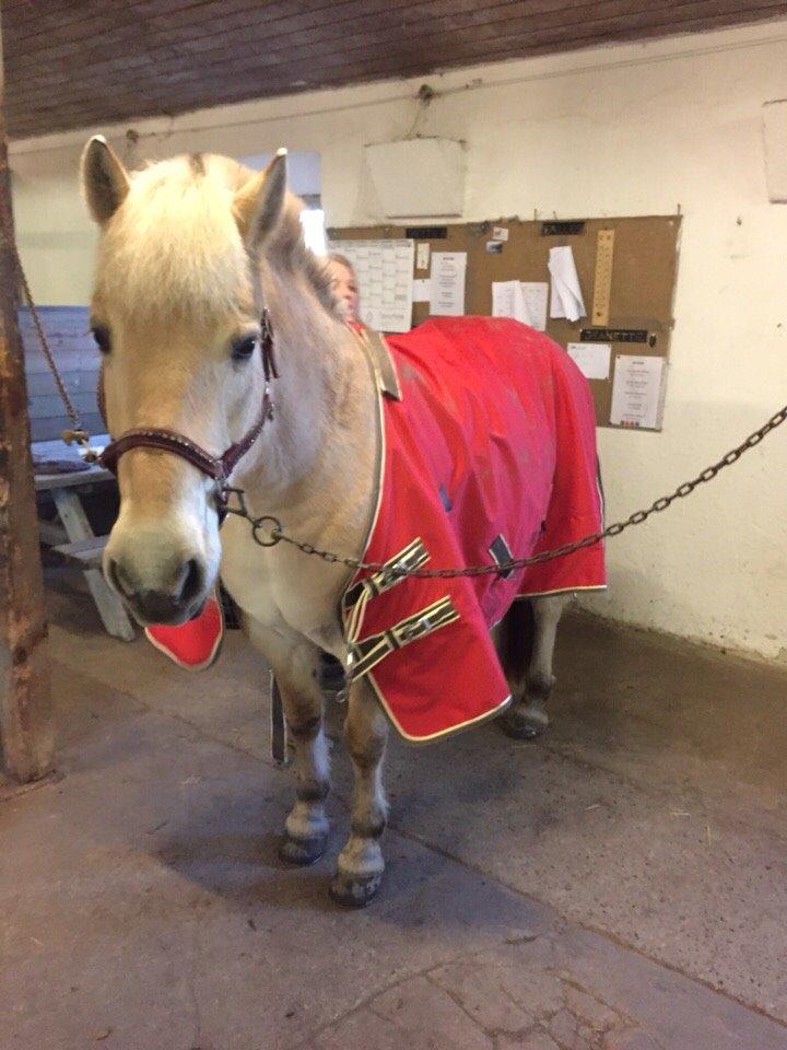 Fjordhest Fiona obkærgård - solgt billede 1