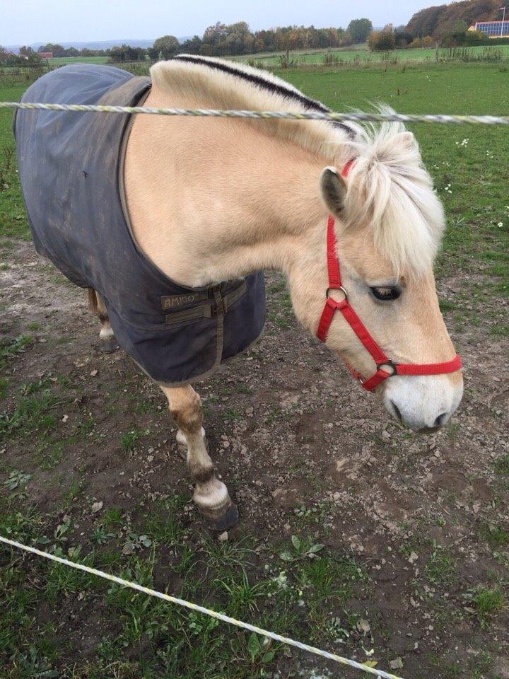 Fjordhest Fiona obkærgård - solgt billede 3
