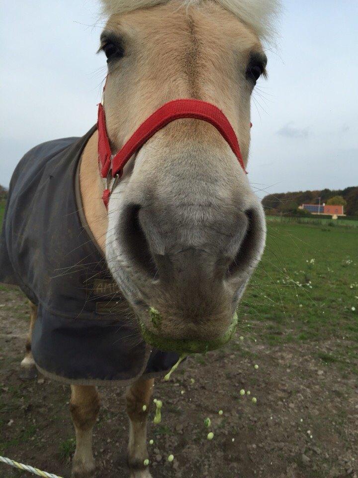 Fjordhest Fiona obkærgård - solgt billede 4