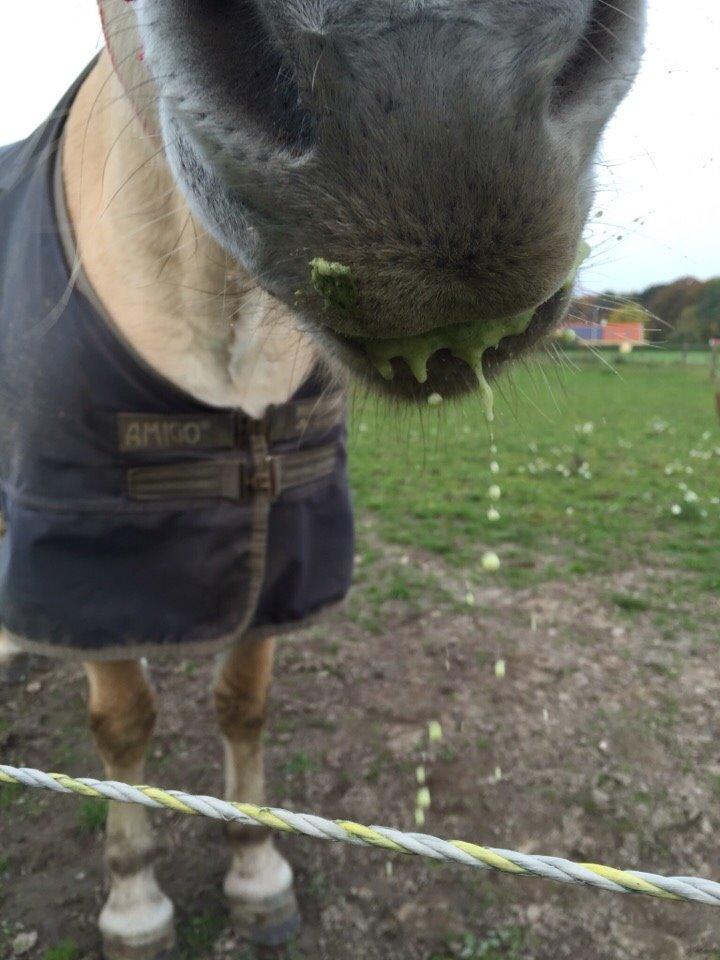 Fjordhest Fiona obkærgård - solgt billede 5
