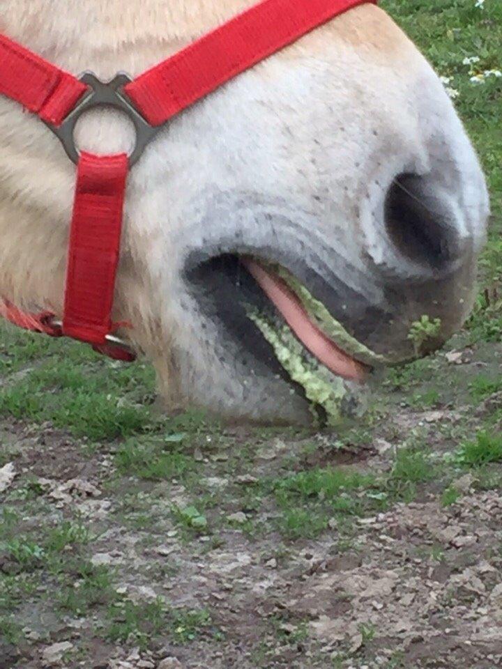 Fjordhest Fiona obkærgård - solgt billede 6
