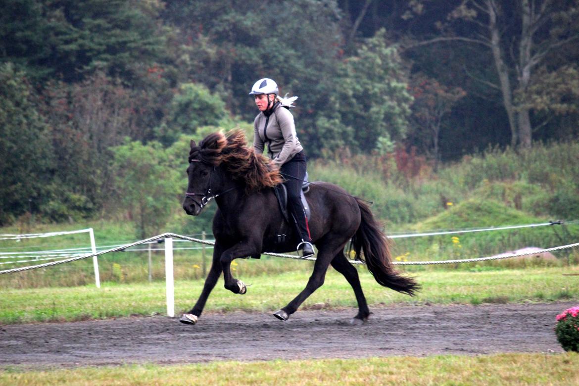 Islænder Ösp frá Ey I - Snegla Open 2015 billede 3