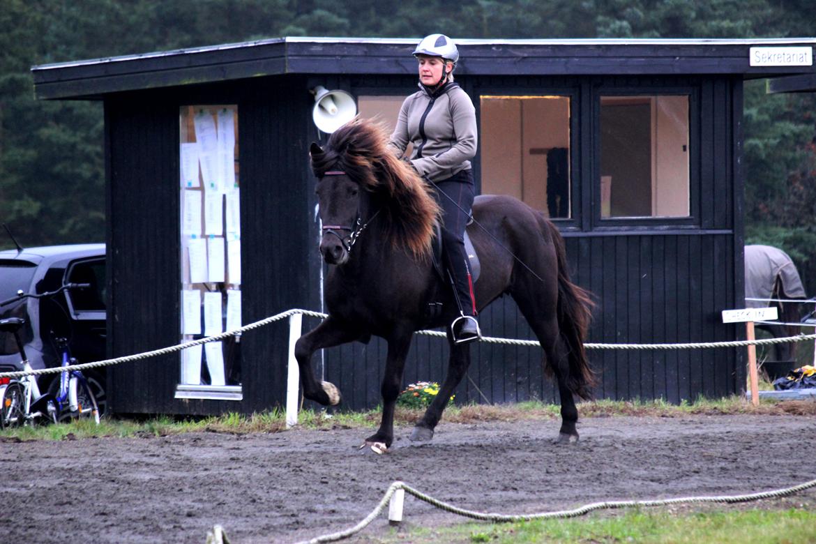 Islænder Ösp frá Ey I - Snegla Open 2015 billede 1
