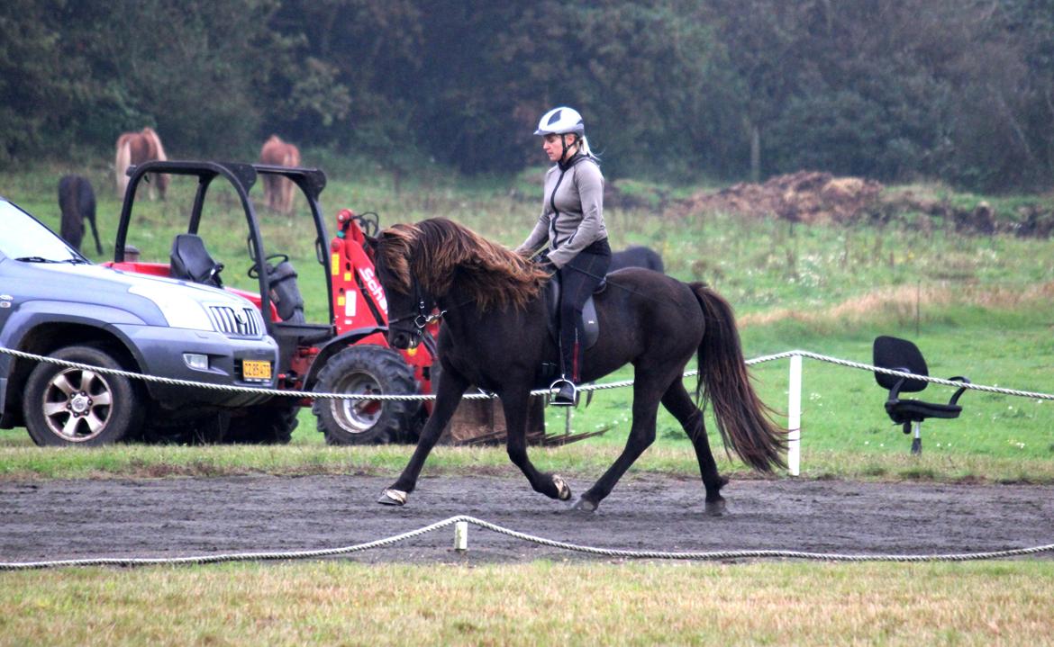 Islænder Ösp frá Ey I - Snegla Open 2015 billede 2