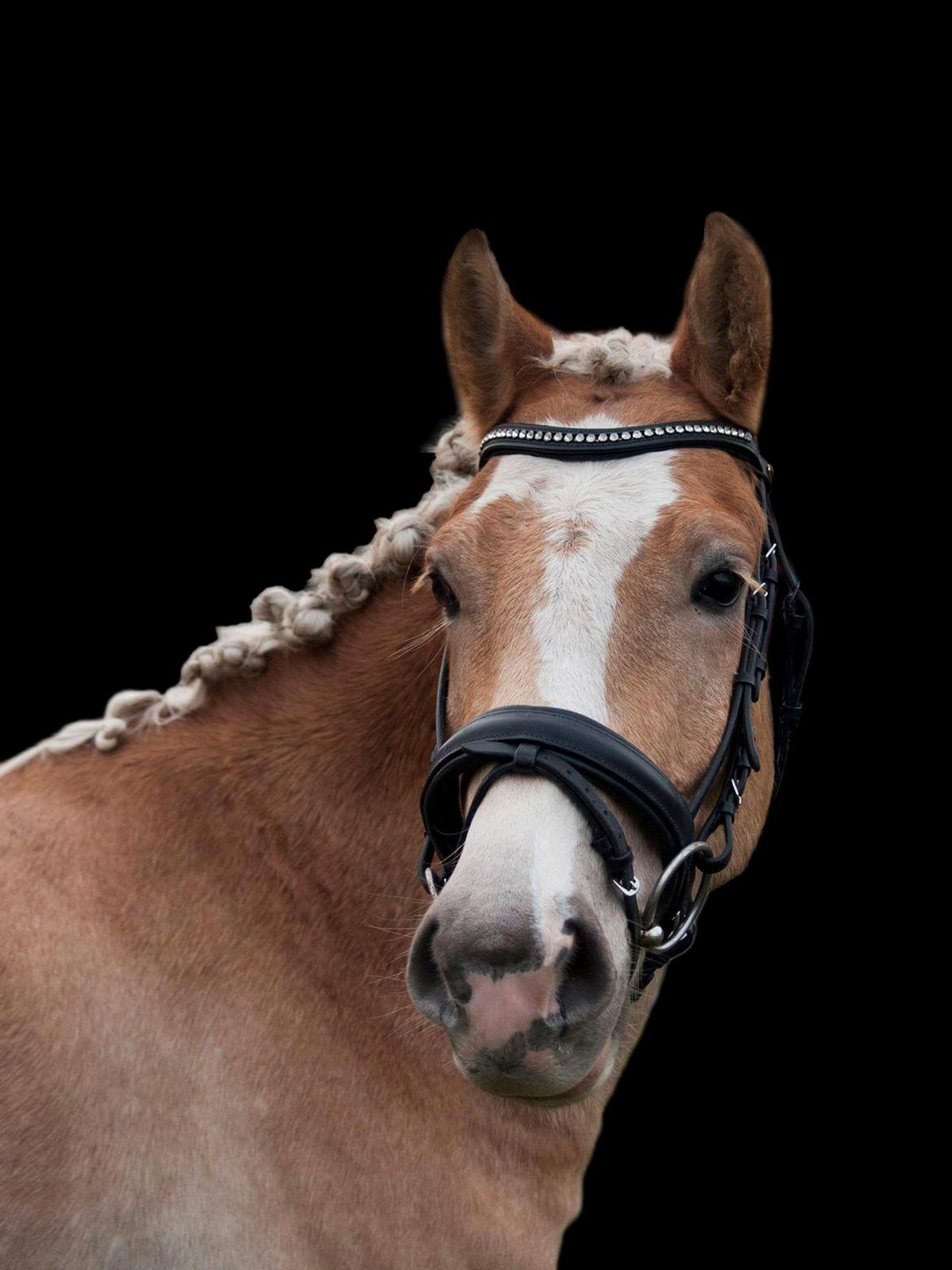 Haflinger Adobe billede 2