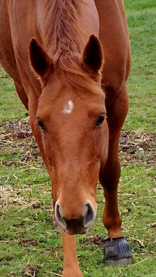 Dansk Varmblod Lorenz - Elmbo billede 5