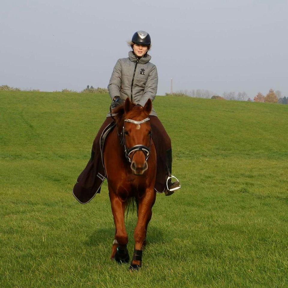 Dansk Varmblod Lorenz - Elmbo billede 14