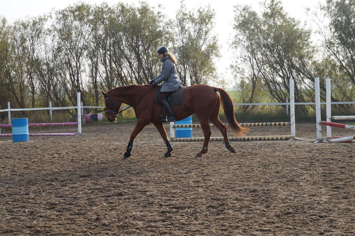 Dansk Varmblod Lorenz - Elmbo billede 15