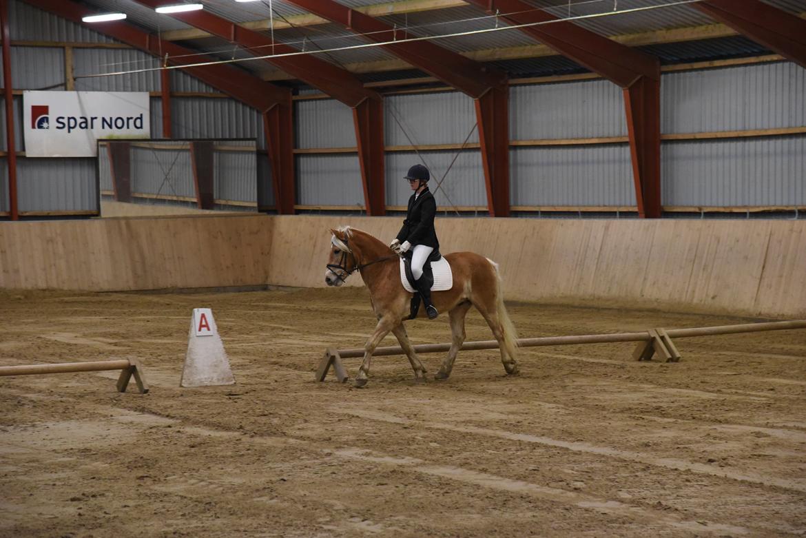 Haflinger Vestervangs asterix billede 15