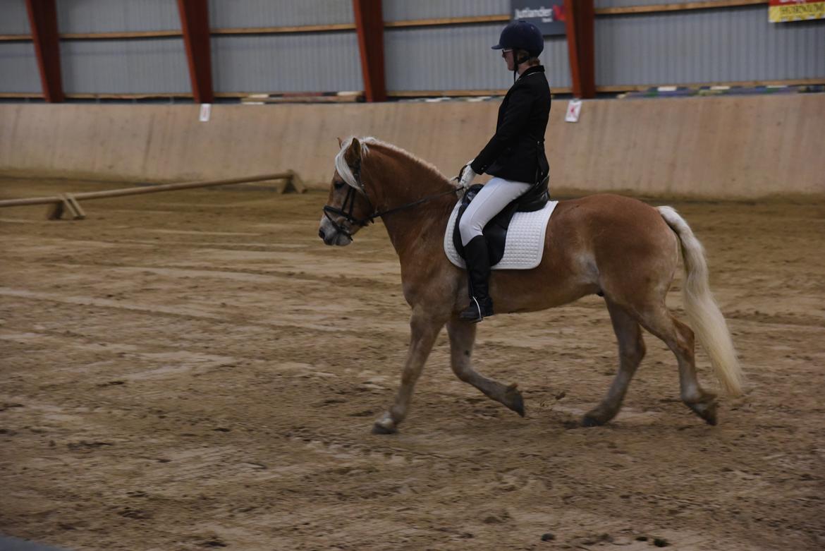 Haflinger Vestervangs asterix billede 7