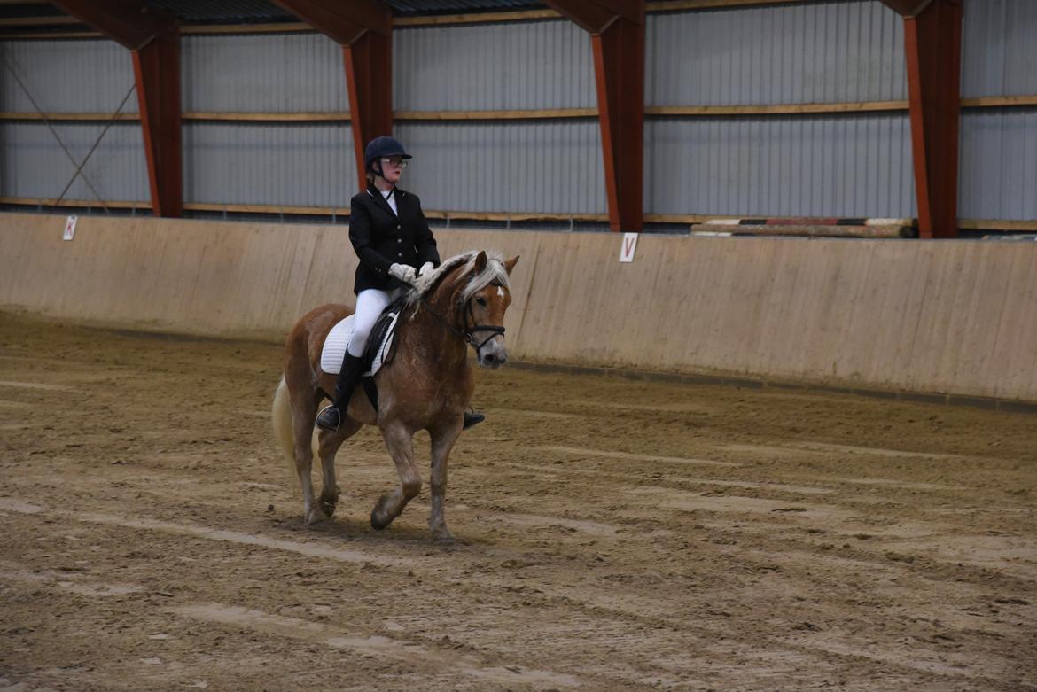 Haflinger Vestervangs asterix billede 4