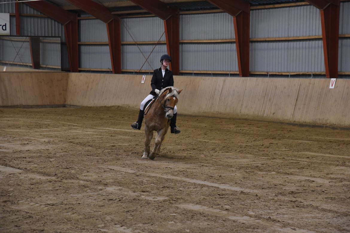 Haflinger Vestervangs asterix billede 10