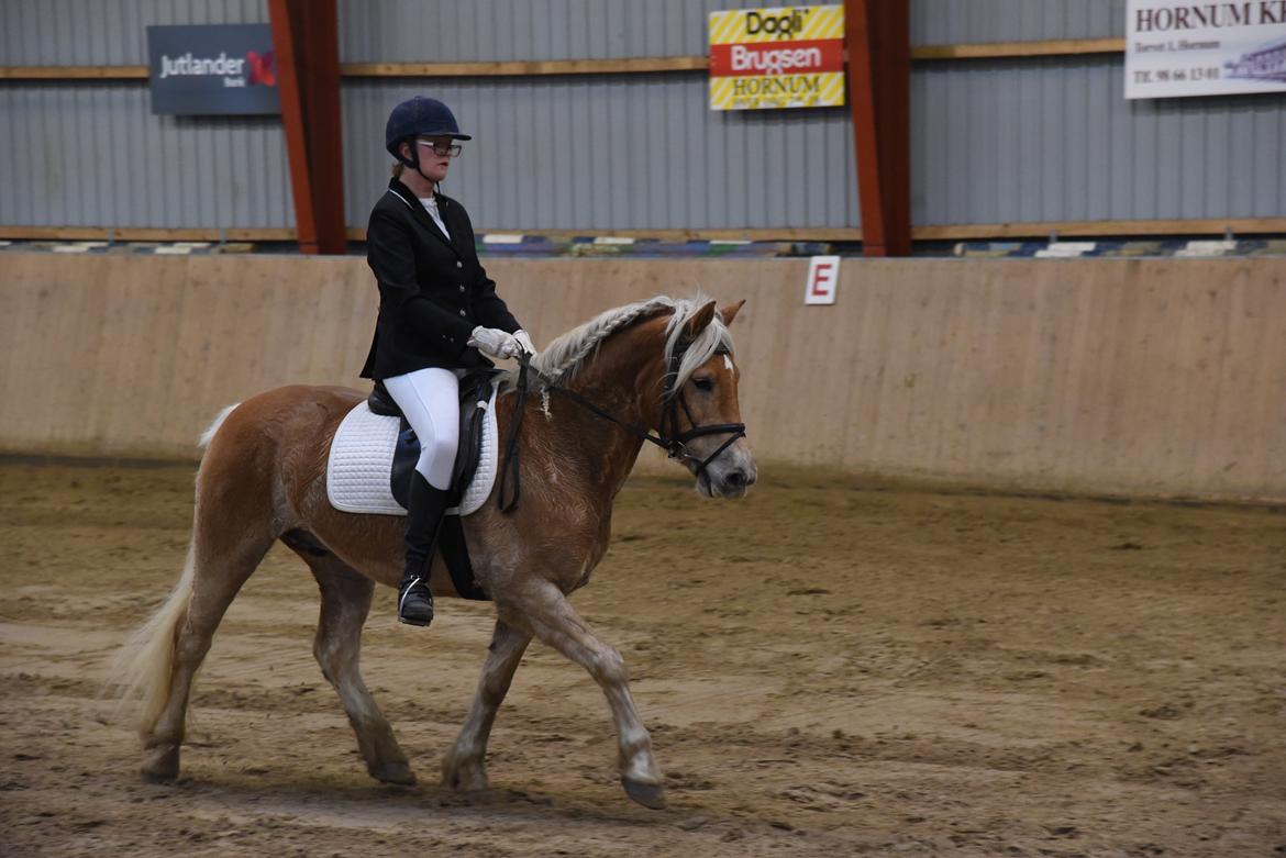 Haflinger Vestervangs asterix billede 13