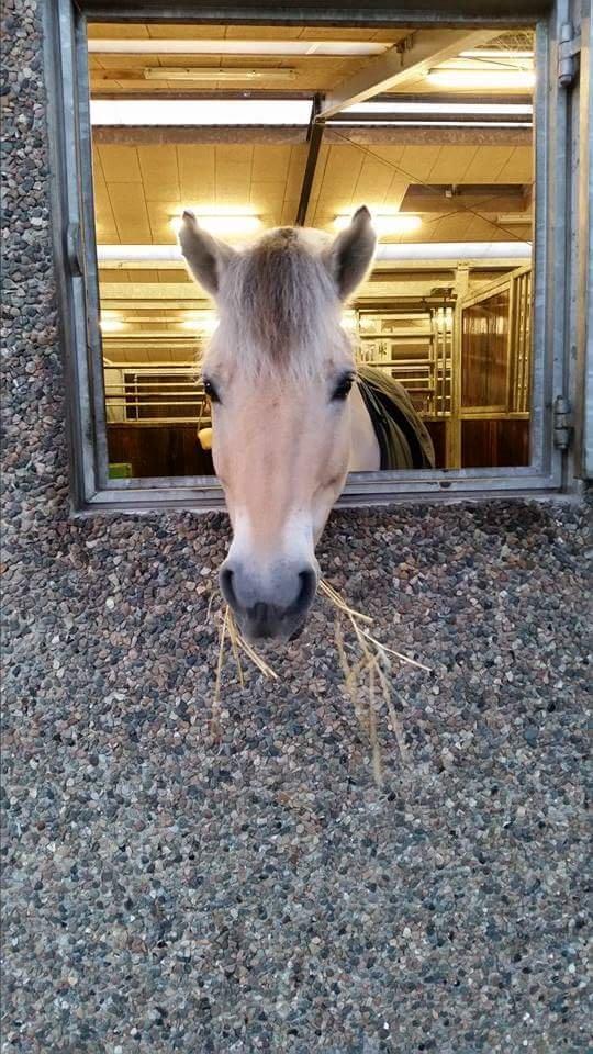 Fjordhest Bastian billede 11