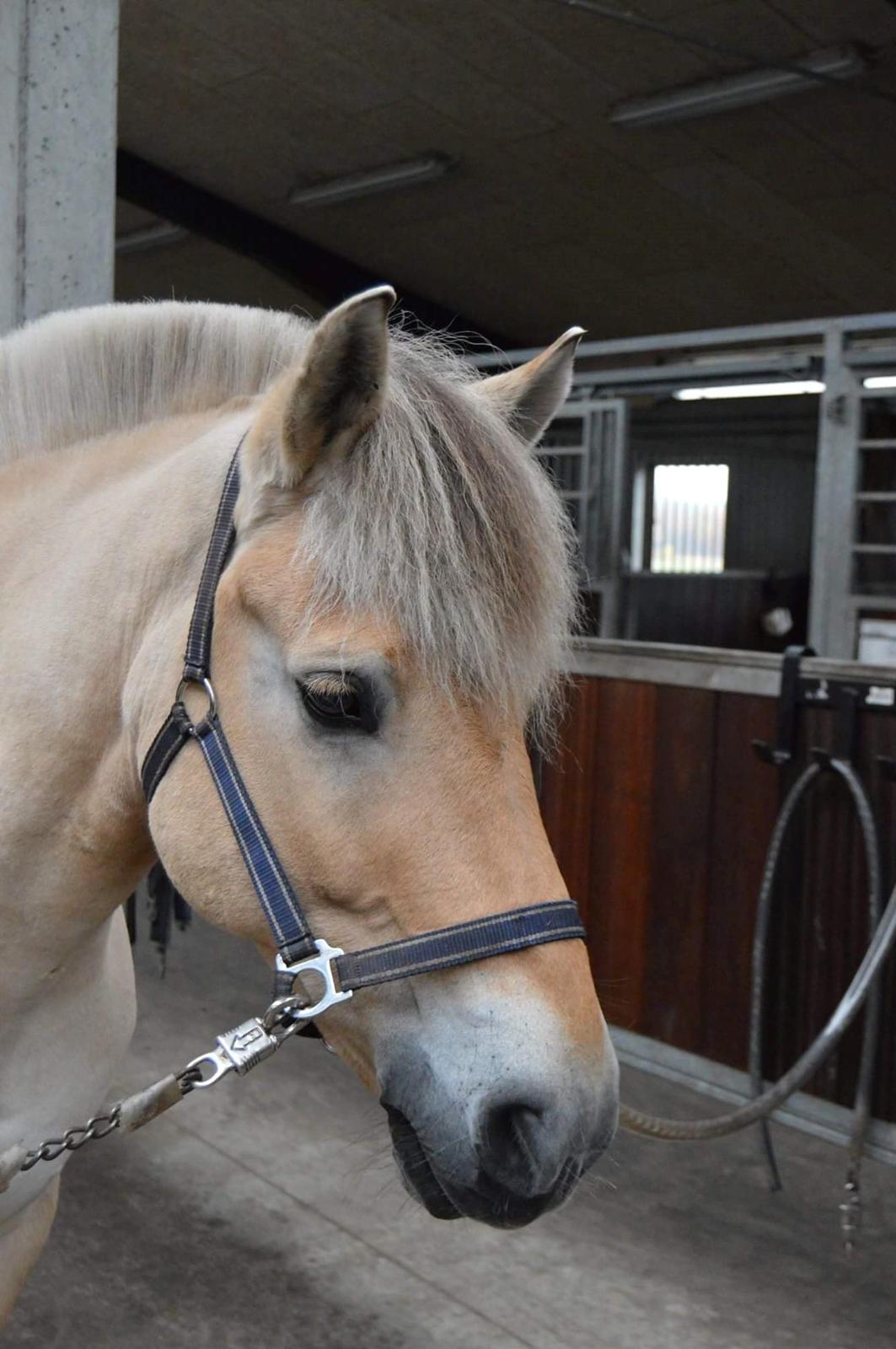 Fjordhest Bastian billede 12