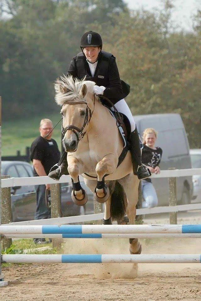 Fjordhest Bastian billede 15