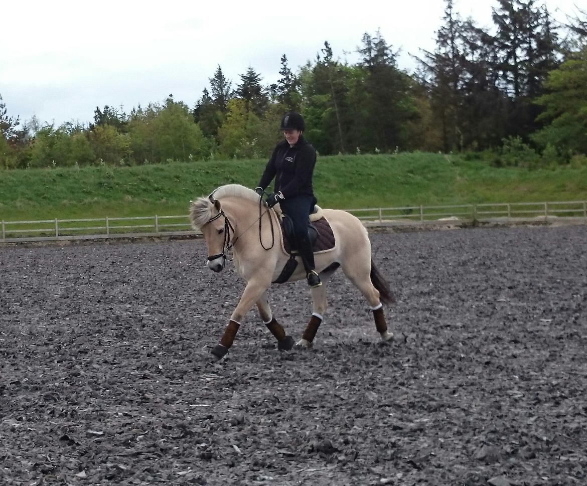 Fjordhest Bastian billede 16