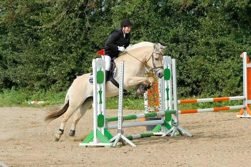 Fjordhest Bastian billede 17